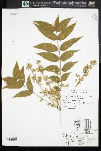 Ailanthus altissima image