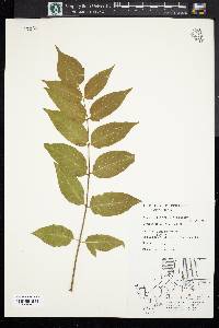 Ailanthus altissima image