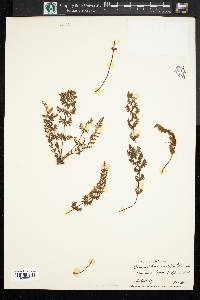 Cheilanthes vestita image