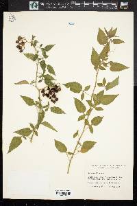 Image Associated With the Occurence