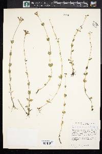 Mitreola sessilifolia image