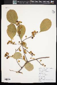 Celastrus scandens image