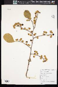 Celastrus scandens image