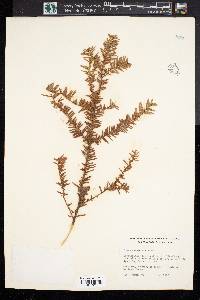 Taxus canadensis image