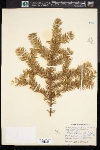 Taxus canadensis image