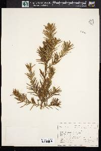 Taxus canadensis image