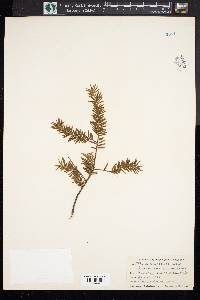 Taxus canadensis image