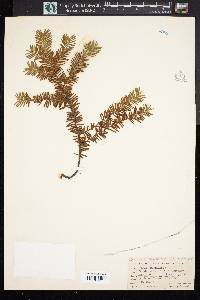 Taxus canadensis image