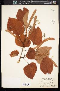 Tilia heterophylla image