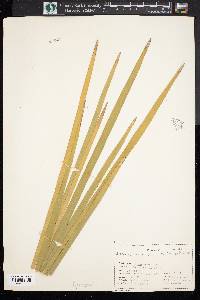 Typha angustifolia image