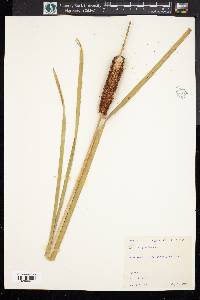 Typha angustifolia image