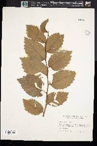 Ulmus thomasii image