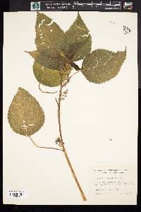 Laportea canadensis image