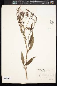 Verbena hastata image