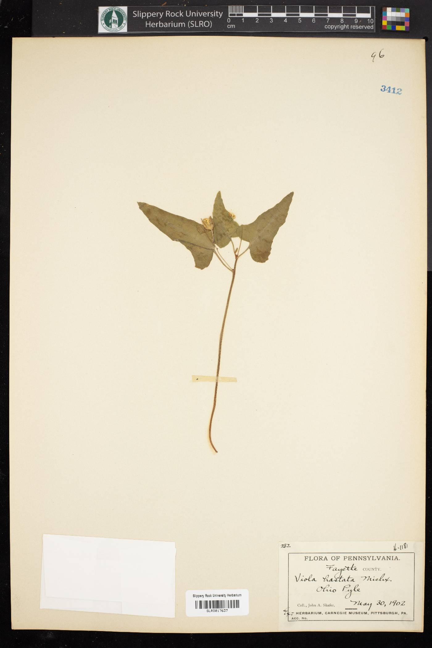 Viola hastata image