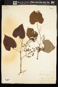 Vitis cordifolia image