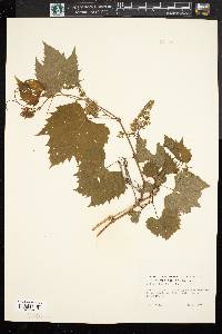 Vitis riparia image