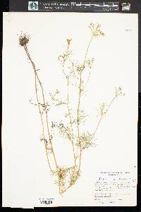 Ptilimnium capillaceum image