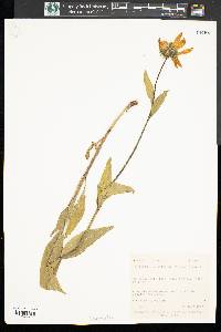 Helianthella uniflora image