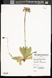 Hieracium aurantiacum image