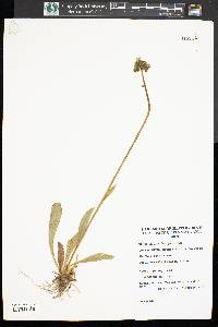 Hieracium caespitosum image