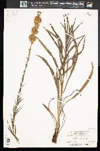 Liatris spicata image