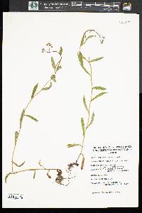 Myosotis scorpioides image