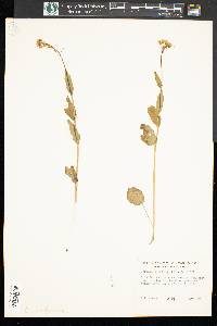 Cardamine bulbosa image