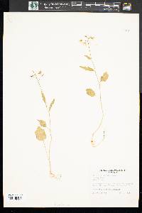 Cardamine bulbosa image