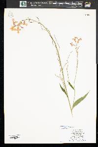 Hesperis matronalis image