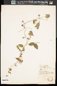 Ipomoea lacunosa image