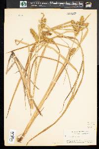 Carex retrorsa image