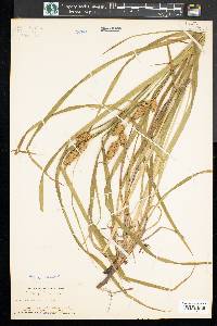 Carex typhina image