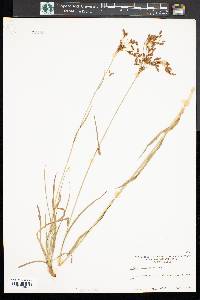 Scirpus lineatus image