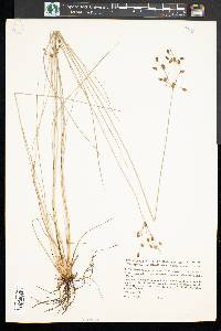 Fimbristylis caroliniana image