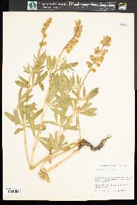 Lupinus argenteus subsp. rubricaulis image