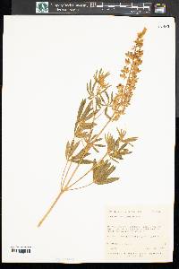 Lupinus sericatus image