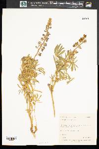 Lupinus wyethii image