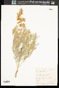 Sophora stenophylla image