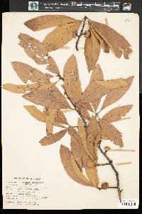 Quercus imbricaria image