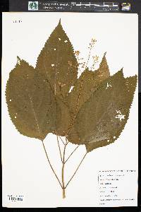 Collinsonia canadensis image