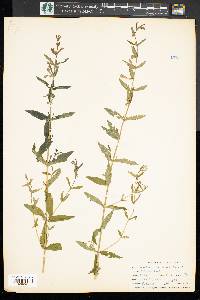 Scutellaria galericulata image