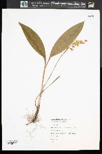 Convallaria majalis image