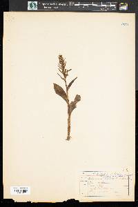 Coeloglossum viride image