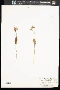 Pogonia ophioglossoides image