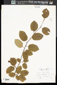 Amelanchier canadensis image