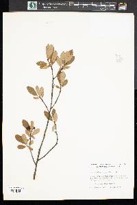 Aronia melanocarpa image