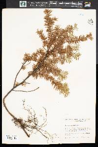 Taxus canadensis image