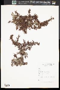 Image of Sargassum fluitans