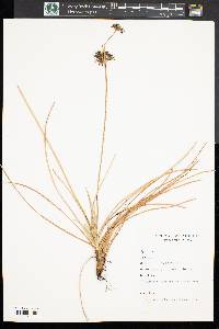 Fimbristylis cymosa image